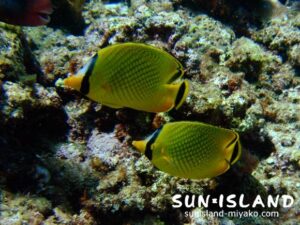 レモンチョウチョウウオ