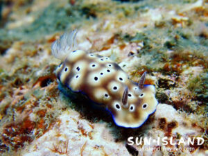 マダラウミウシ