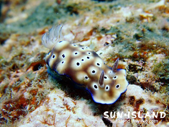 マダラウミウシ