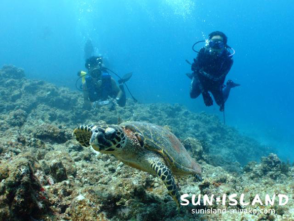 カメと一緒のゲストさん