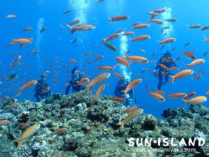 アカネハナゴイ