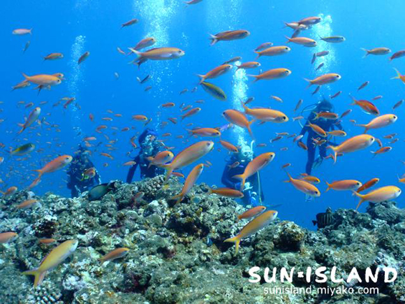 アカネハナゴイ