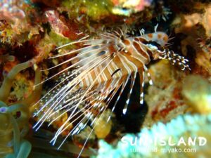 ネッタイミノカサゴ