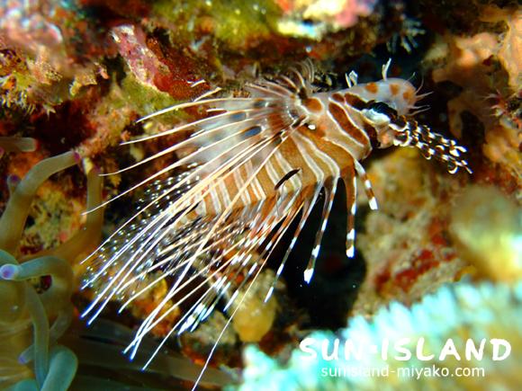 ネッタイミノカサゴ