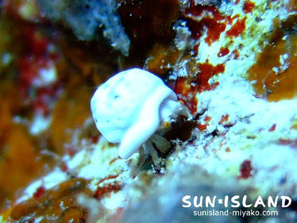 ユキンコボウシガニ