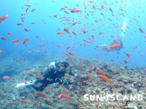 アカネハナゴイ