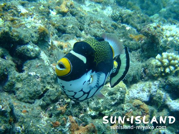 モンガラカワハギ