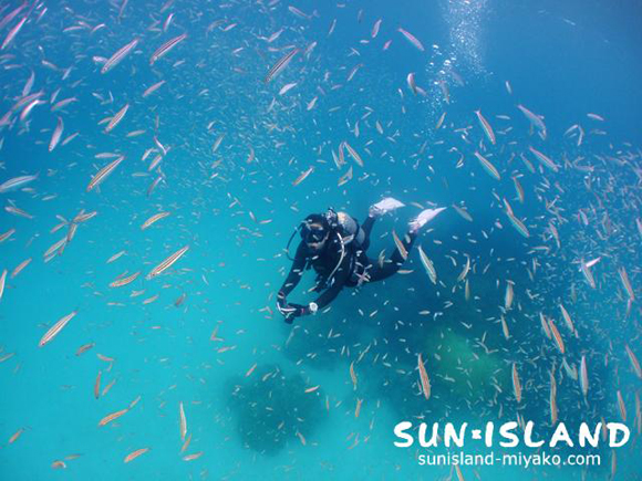 タカサゴの幼魚に囲まれるFさん