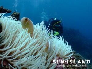 ハナビラクマノミ