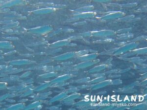 カタクチイワシ