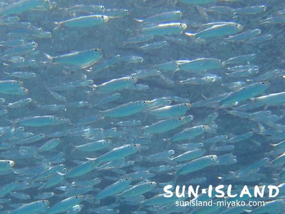 カタクチイワシ