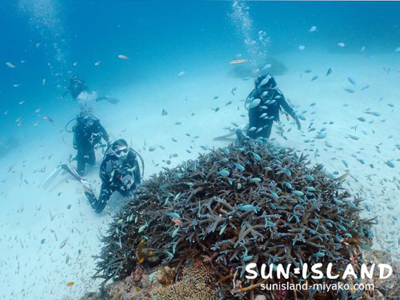 サンドガーデンの砂地とサンゴ