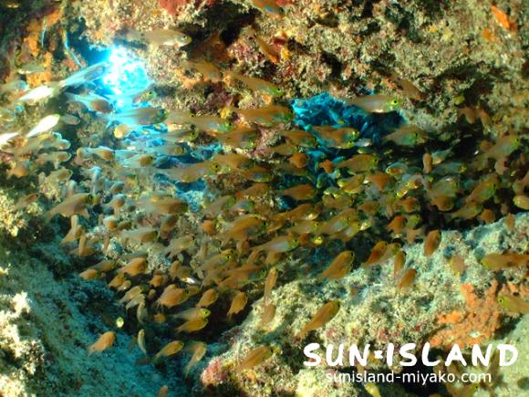 岩の窪みに群れるキンメモドキ