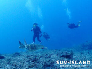 カメを追いかけるゲスト