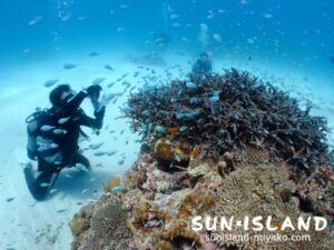 サンドガーデンのサンゴとデバスズメダイを写すダイバー