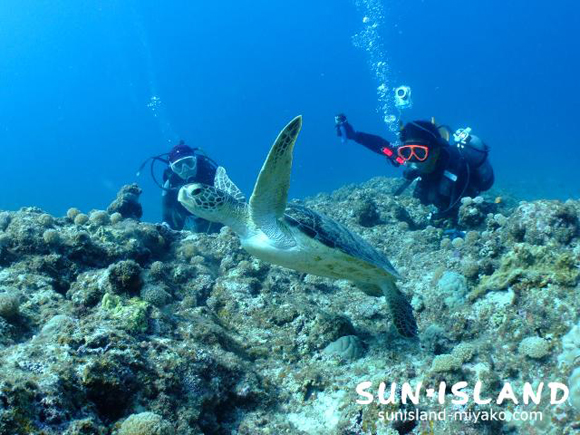 カメに近づくゲストダイバー
