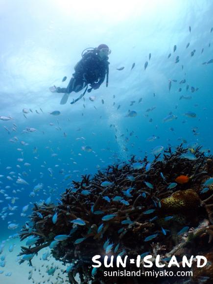 サンドガーデンに広がるサンゴ