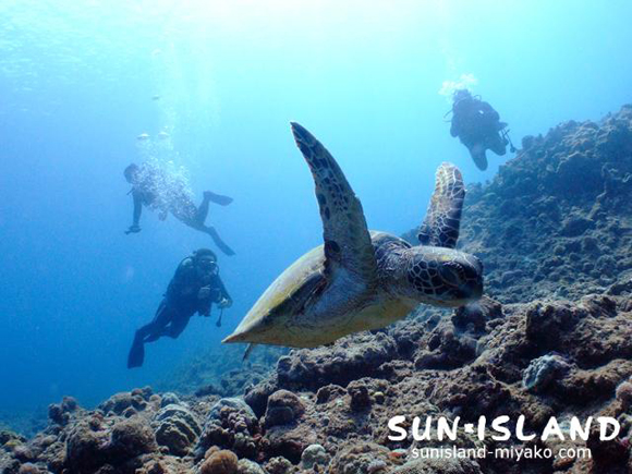 カメを追いかける今日のゲスト達
