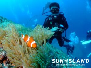 カクレクマノミ