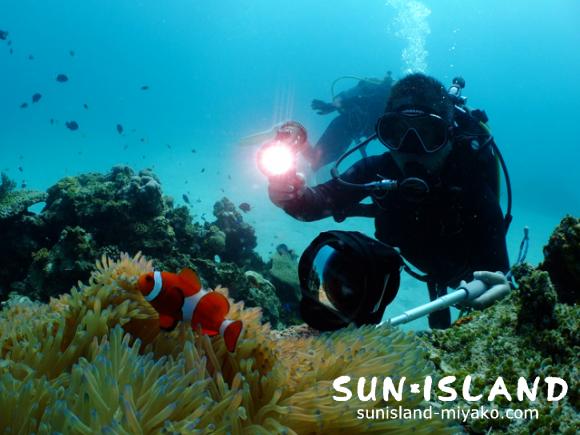 カクレクマノミを撮影するゲストさん