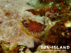 モザイクウミウシ