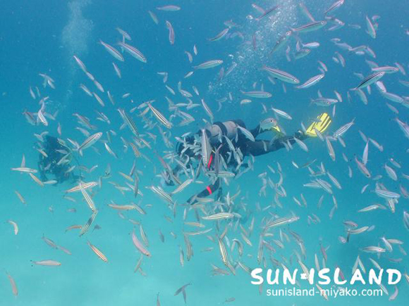 イッセンタカサゴの群れに囲まれるゲスト