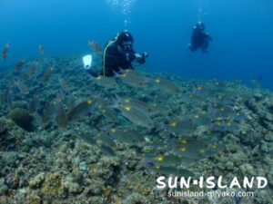 ノコギリダイを撮影するゲスト達