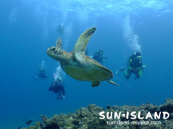 カメを追いかけるゲスト達