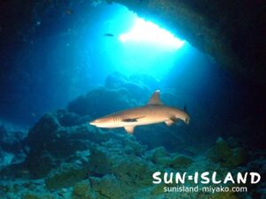 サンゴホールの中にいるサメ