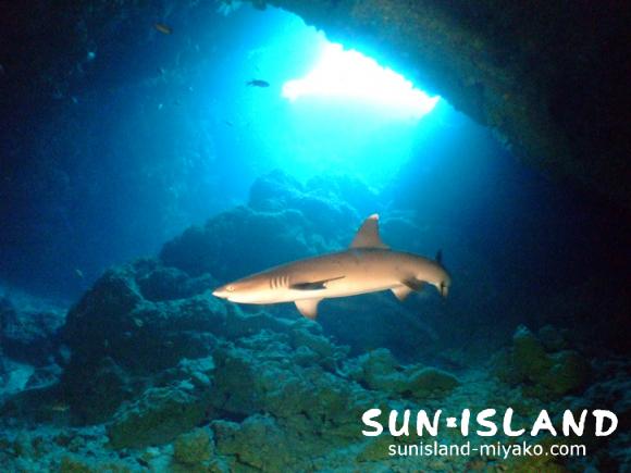 サンゴホールの中にいるサメ