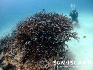 サンゴに群れるデバスズメダイ