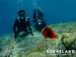 クマノミと一緒に泳ぐ体験ダイバー