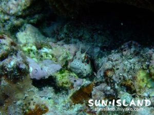 穴から顔をのぞかせるモンツキカエルウオ