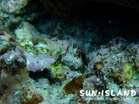 穴から顔をのぞかせるモンツキカエルウオ