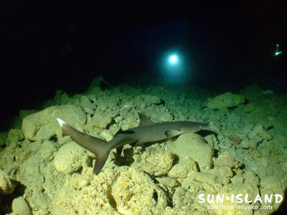 35ホールに住むサメ