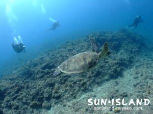 カメを追いかけるダイバー