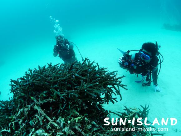 サンドガーデンに潜る今日のゲスト