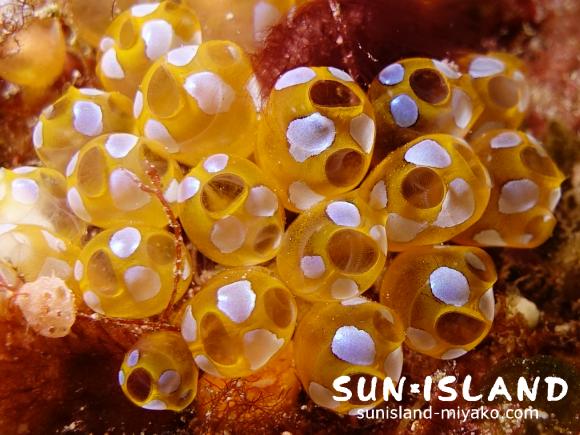 ウルトラマンホヤ