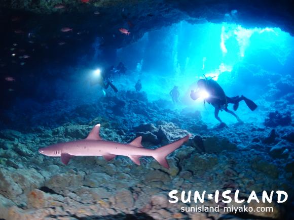 35ホールの中に住むサメ