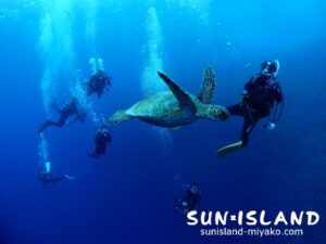 中層を泳ぐカメ