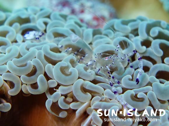 ニセアカホシカクレエビ