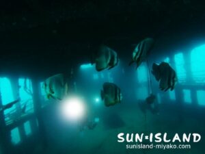 沈船ダイビング