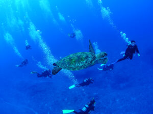 カメと一緒に泳ぐダイバー