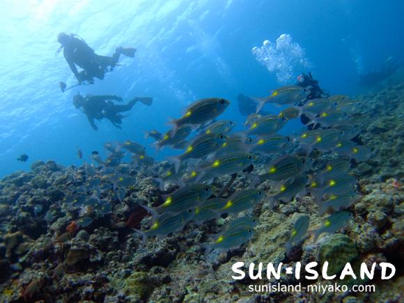 ノコギリダイを写す今日のゲストダイバーたち