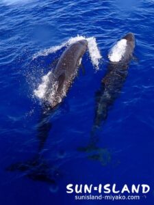 オキゴンドウクジラ