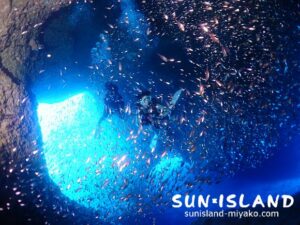 スカシテンジクダイの群れ