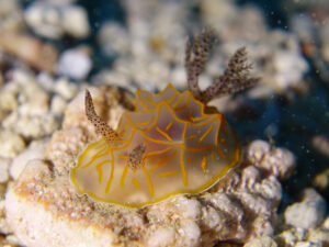 キスジカンテンウミウシ