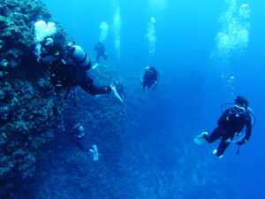 今日のゲストダイバーたち