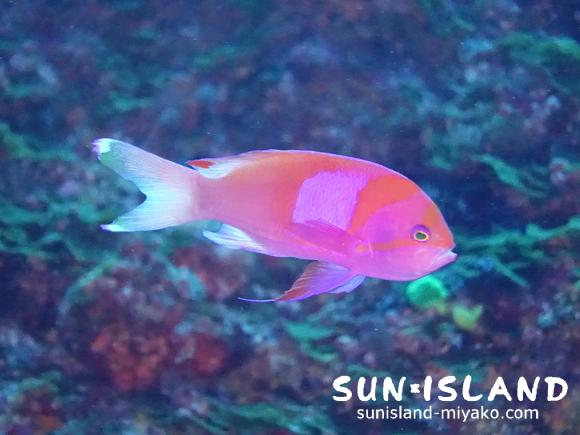 スミレナガハナダイ