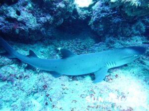 岩の下に寝ていたネムリブカ